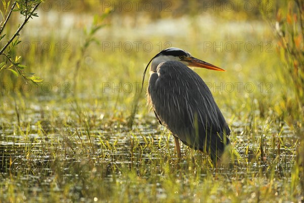 Grey heron