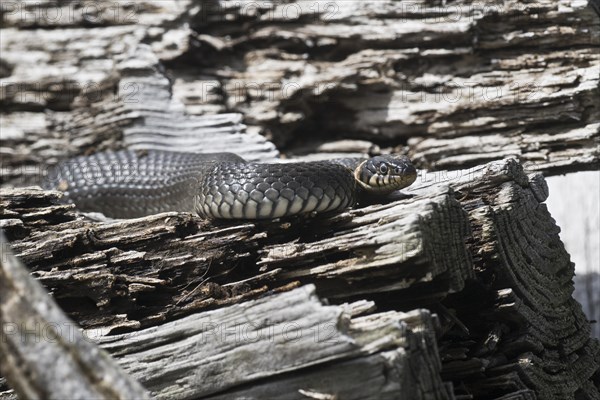 Grass snake