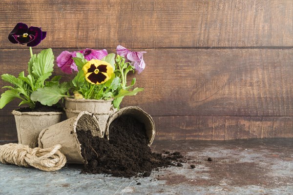 Pansy plants planted peat pots against wooden wall concrete desk