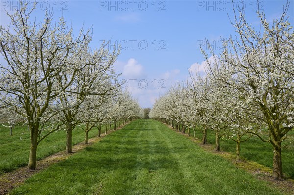 Plum tree