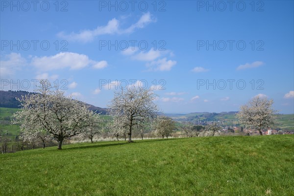 Cherry trees