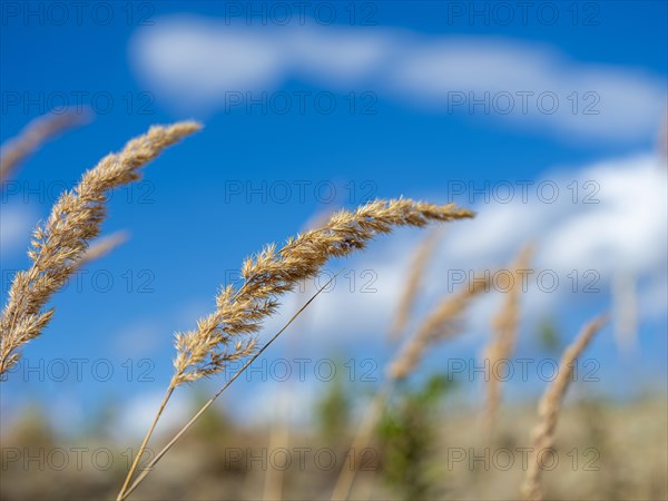 Grasses at Partwitz Lake