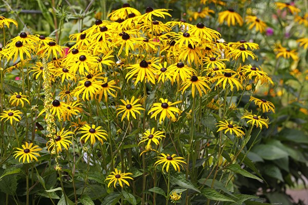 Yellow coneflower