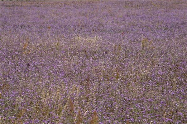 Spotted knapweed