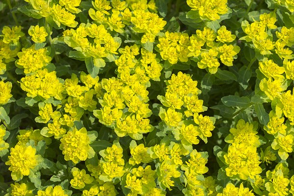 Golden spurge