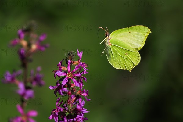 Brimstone