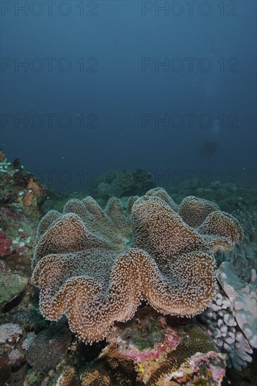 Mushroom leather coral