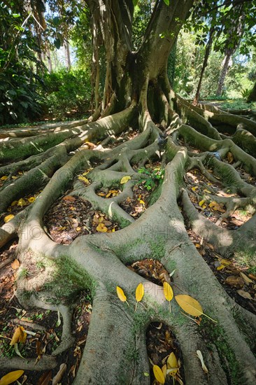 Exotic tree Australian banyan