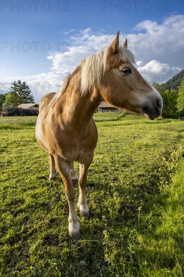 Haflinger horse