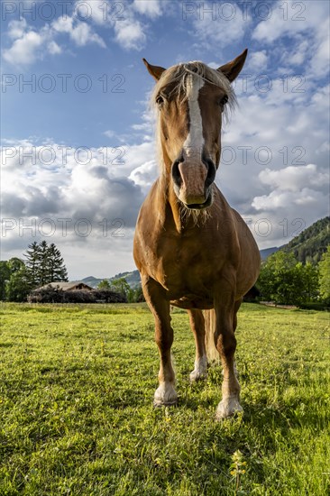 Haflinger horse