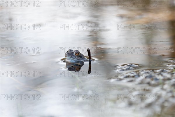 Moor frog