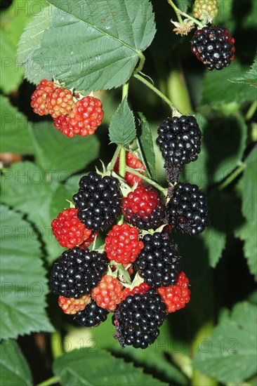 Blackberry bush