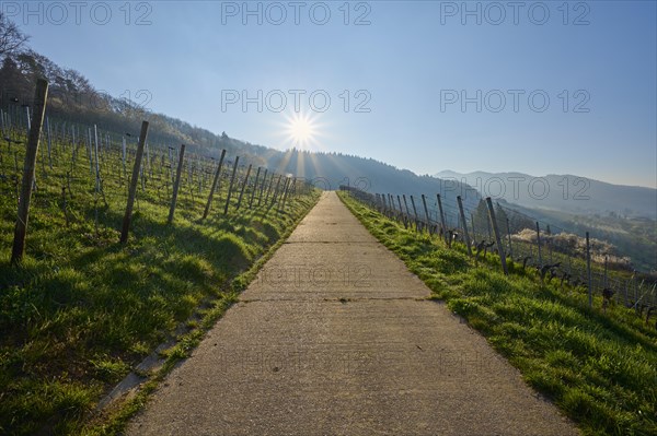 Vineyard path