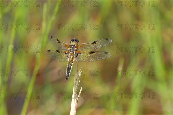 Four-spotted chaser