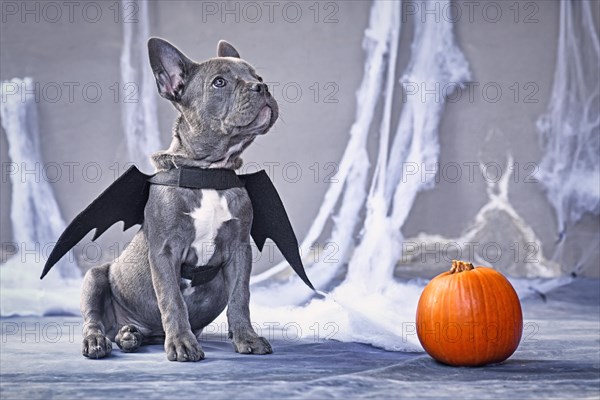 French Bulldog dog wearing halloween bat costume wings sitting next to pumpkin in front of gray background with spooky cobwebs