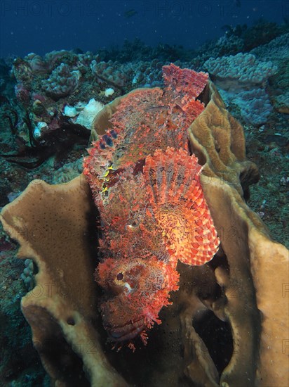 A fringed dragonhead