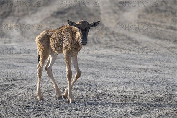 Wildebeest