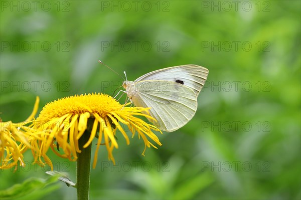 Cabbage butterfly