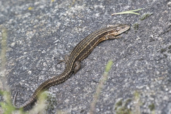 Viviparous lizard