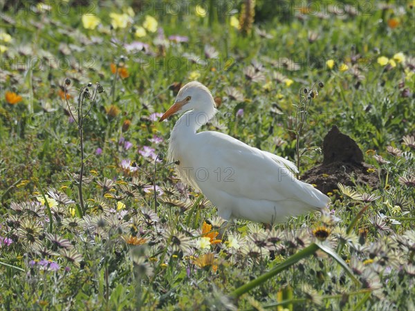 Yellow-billed egret