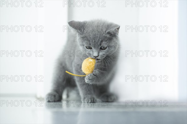 British Shorthair male