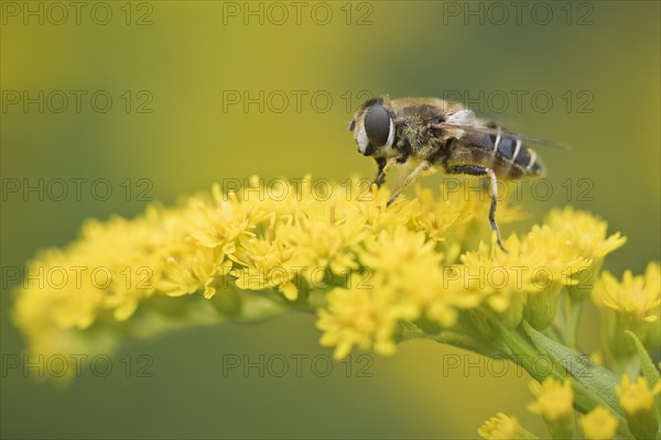 Medium wedge-winged hoverfly