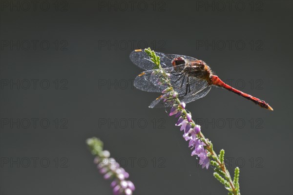 Vagrant darter