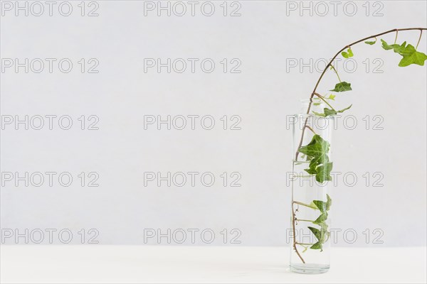 Close up ivy transparent glass bottle white desk against background