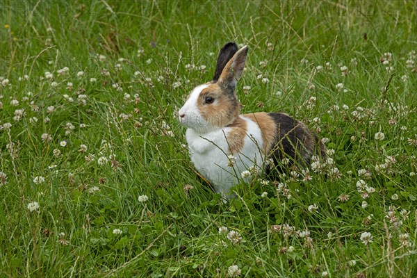 Dutch rabbit sitting in the grass