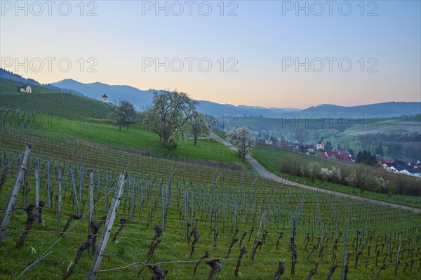 Vineyards