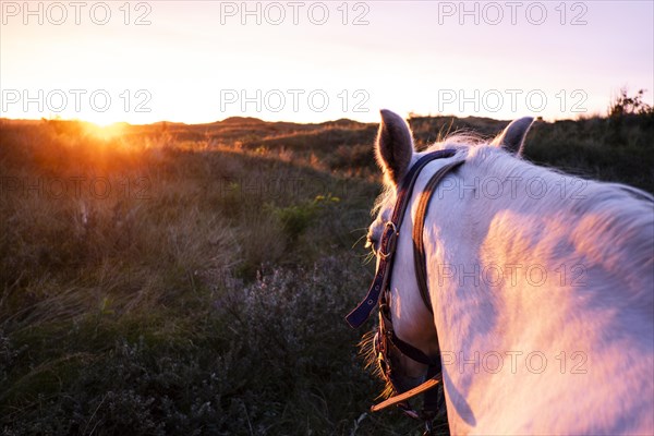 White horse in the sunset in the dunes of Terschelling