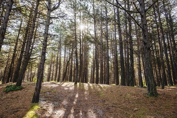 Hornsebos coniferous forest on the North Sea island of Terschelling