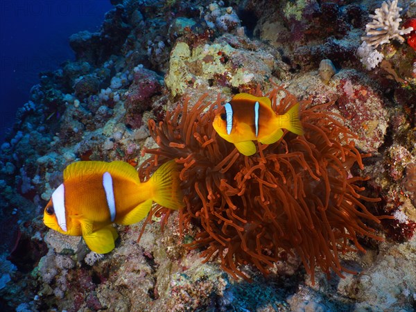 Pair of red sea clownfish