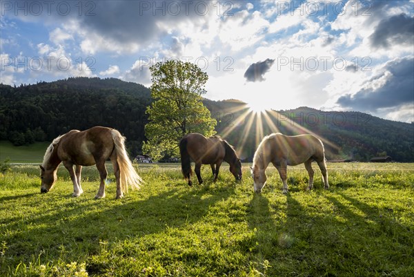 Haflinger horses