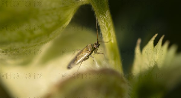 Brown-black nettle soft bug