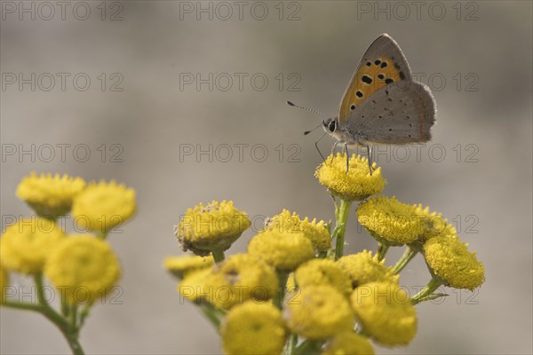 Small copper