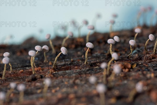 Yellow-grey stalk several fruiting bodies with brownish curved stems and grey hats on tree trunk against blue sky