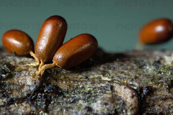 Lion fruit three fruiting bodies with light brown stems and club-shaped brown fruit capsules next to each other on tree trunk against blue sky