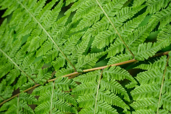 Mariana Maiden Fern aka Swordfern aka False Maiden Fern leaves close up