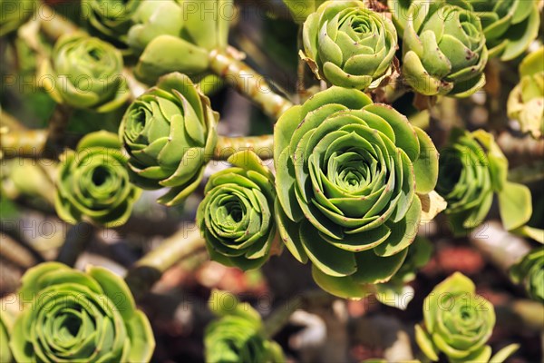 Leaf rosette