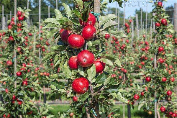 Apple plantation of Discovery apples in Oesterlen fruit district