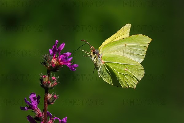 Brimstone