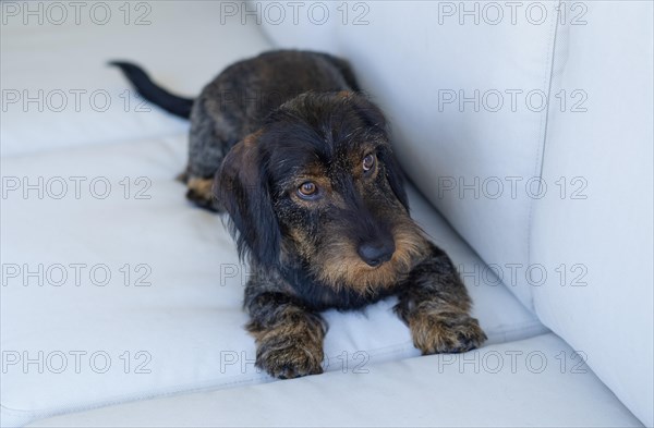 Rough-haired dachshund