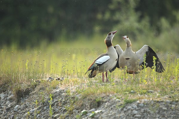 Egyptian goose