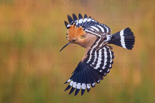 Hoopoe