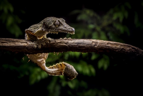 Redescription Leaf-tailed gecko