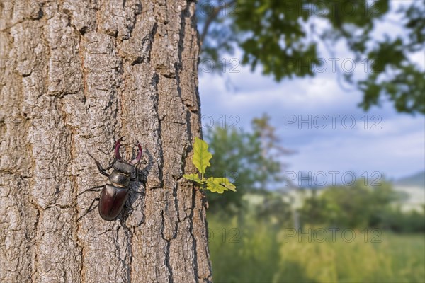 European stag beetle