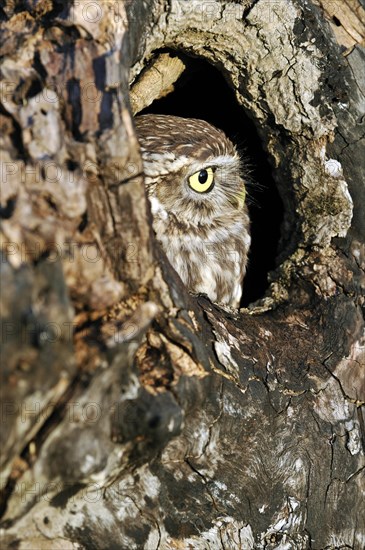 Close up of nesting Little owl