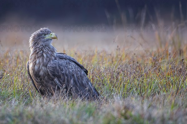 White-tailed eagle