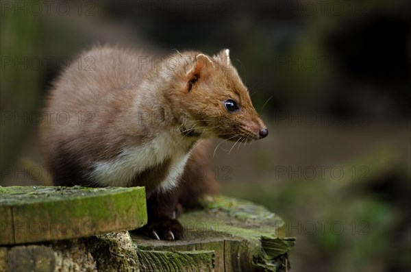 Beech marten